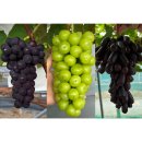 십이령농원 이미지