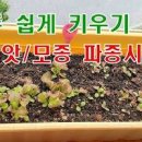 상추 씨앗 심기 심는방법! 상추씨 종류 발아 새싹 키우기 이미지