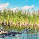 국제농장 | 마이애미 에버글레이즈 악어 농장 투어 완전정복 – 위치·영업시간·에어보트 체험 후기까지 한 번에 정리