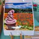 김가초밥 | 꽃양귀비 축제 6월 방문 후기(분위기 맛집 티키타코, 라뜰리에김가 방문 후기, 주차 가능 데이트 코스)