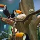 수달조형물 | 대구 아이와 가볼만한곳! 대구아쿠아리움 수달, 펭귄, 토코투칸 보고왔어요! (+저렴하게 티켓 구매 가능...