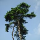 황세득 묘 Daum카페