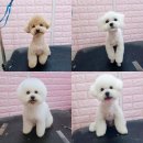 루다펫 Daum카페