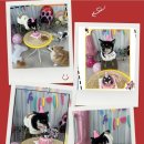 플레이독(애견유치원&호텔) 이미지