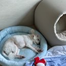 부원당구장 네이버블로그