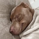 쓰담쓰담 이미지