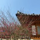 (주)다원 - 1597 | 서울 봄꽃 명소 | 삼성역 봉은사 홍매화 개화 실시간 & 연회다원 찻집 후기