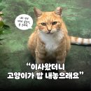 천사다방 | "😼이사왔는데 고양이가 밥 달라 시위 중" 파워 당당 길냥이→집냥이 승격 후기✨