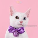 오드아이 스튜디오
