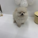 남양주 애견샵 | 남양주애견샵 찾다가 크림포메라니안 반해버린 이야기