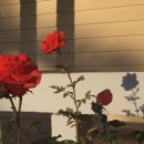 장미꽃사이로 이미지