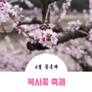 장덕2리 | 4월 꽃축제의 대명사! 강릉 복사꽃 축제 미리 보기
