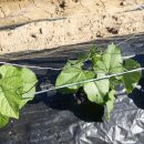 종구농장 이미지