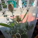 그린인테리어 홈가드닝 이미지