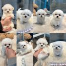 퍼피블러썸 이미지