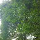 설아다원 이미지