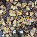 하드녹스(HARD KNOCKS) | 월간 일기 24년 11월