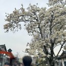 중앙초교 사거리 | 전주한옥마을먹거리 만년닭강정 순한맛 매운맛 후기