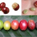 바리스타(초급) 이미지