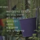 커피나무 이미지