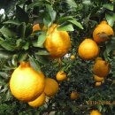 이슬농장2 이미지