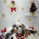 샤멍샤멍 이미지