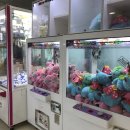 럭셔리 뽑기샵 이미지