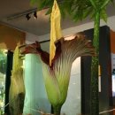 Titan arum(시체꽃) 이미지