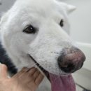 개미용중 이미지