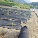 신형농장 이미지