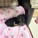 탄현 동물병원 이미지