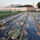 광성농장-2 이미지