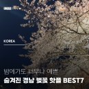 윤산로 | 경남 부산 벚꽃 명소 숨겨진 벚꽃 핫플 top7 3월 4월 봄여행지추천
