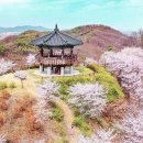 봄 Daum카페