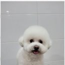 멍멍살롱 | 익산애견용품 익산의 애견미용 맛집, 멍멍살롱 후기