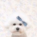 트리밍스튜디오제제 이미지