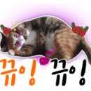 핑크바바 이미지