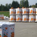 해골농장 이미지