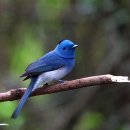 Black-naped Monarch(대만) 이미지