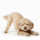 플레이 바우 이미지