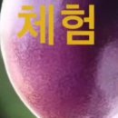 왈가닥꽃 이미지