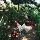 양계장농장 이미지