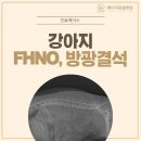 보성통증동물병원 | 답십리동물병원 쿠키의 방광 결석 &amp; 고관절 탈구 수술 후기 [베이지동물병원]