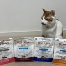 베스트 캣 | 알모네이쳐 HFC 아워베스트 건사료 급여 솔직 후기