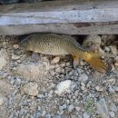 매전낚시터 이미지