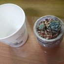 티케이팜 Daum카페