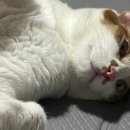 포포즈 반려동물 장례식장 경기광주점 이미지