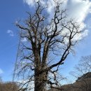 용문산 은행나무길(물소리길 6코스) | [경기도 양평] 양평물소리길6코스_천년 은행나무의 향기를 느껴보자