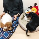 뽕 인형뽑기 이미지