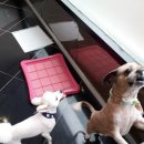 멍이랑몽이 미용 이미지